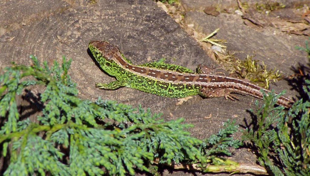 Pokoje Goscinne Przylesie Łobez Exterior foto