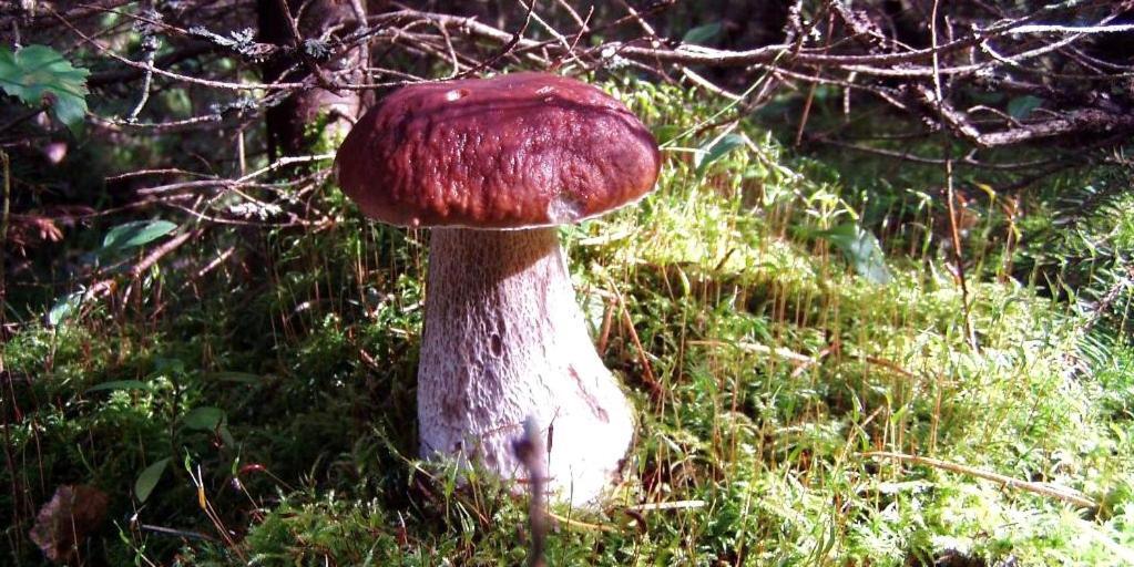 Pokoje Goscinne Przylesie Łobez Exterior foto